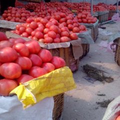 费县西红柿逐渐升温胡阳崔广兴诚信合作