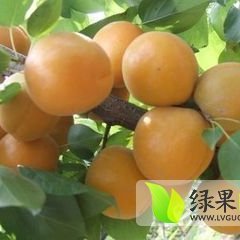 大荔范家军超3月金太阳杏杏子