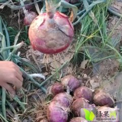 汝州纸坊邵飞飞5月红星七号洋葱
