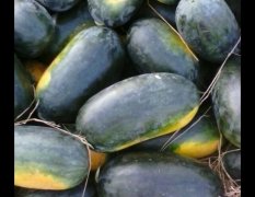 广东阳西上洋西瓜