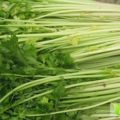 东昌府于集镇绿色无污染蔬菜基地