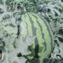 2015德宏州西瓜抓住商机无限