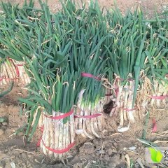 禹城大葱耐储存而闻名省内外