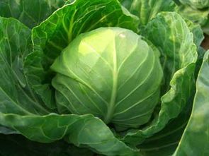 山东单县中甘21甘蓝欢迎合作