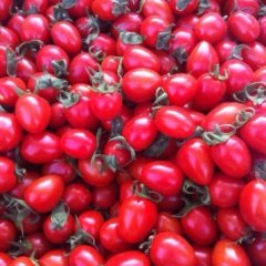 河南滑县京丹2号圣女果火爆招商中