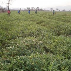 西瓜上市啦快来订购吧