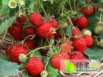 2015年山东昌邑美十三价格