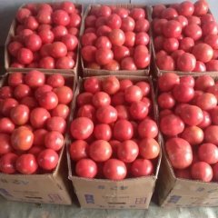 虞城温室大棚硬粉西红柿开始大量上市