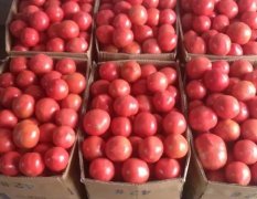 虞城温室大棚硬粉西红柿开始大量上市