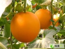 2015年山东莘县瑞红，久红瑞价格