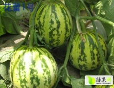 大量供应花蕾甜瓜等各种甜瓜哈密瓜