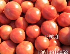 辽宁北票硬粉西红柿大量上市