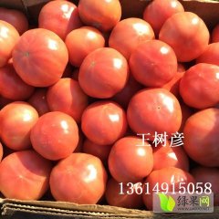辽宁北票硬粉西红柿大量上市