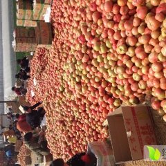 供应宿迁沭阳县西红柿电话15850989846