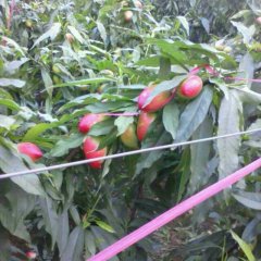 2015冠县油桃再不来就没机会了！