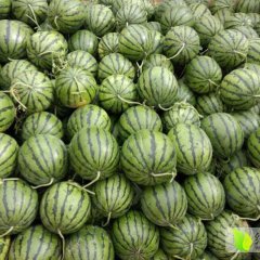 陕西蒲城京欣西瓜产销两旺