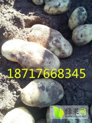 2015年陕西榆阳夏波蒂价格