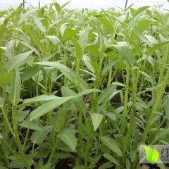 空心菜大量出售