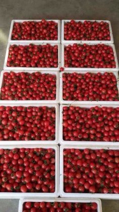 莘县孙庄魏学国3月圣女果