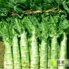 山东新泰莴苣质量上乘