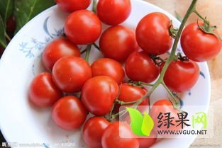 莘县圣女果光彩鲜艳、果形好