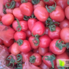 山东莘县千禧圣女果西红柿香甜可口