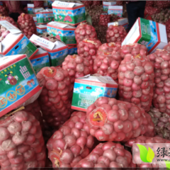 供应：金乡冷库洋葱（红皮-黄皮）
