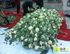 山东郯城雪玉菜花著名品种