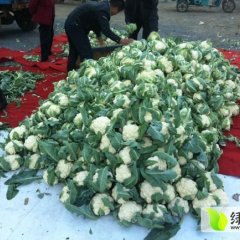山东郯城雪玉菜花著名品种