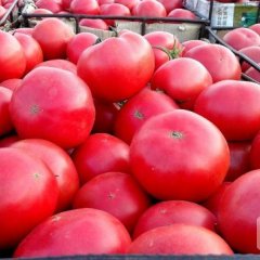 北票西红柿上货量大,庄头王克伟诚信合作