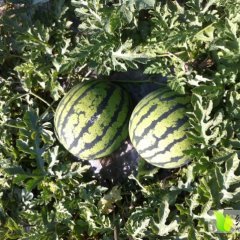 云南省德宏州盈江县太平镇小强代办甜王系列西