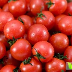 莘县吴堤吴彬3月6号圣女果