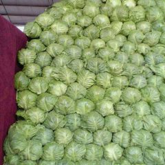 山东金乡中甘21甘蓝价格行情平稳