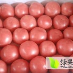 2015费县西红柿值得出手