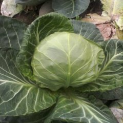 曲周8398甘蓝上市，欢迎各地客商来电咨询