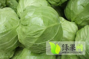 蔚县甘蓝香甜可口2015年诚信合作