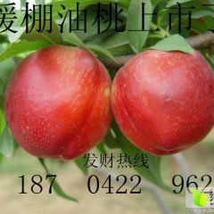 辽宁凌海4月优质油桃大量上市