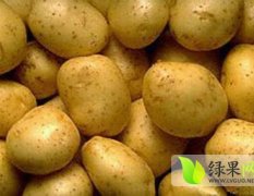 江苏东台大棚土豆长势旺盛 克新一号品种