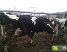 河北唐山地区现有大量奶牛待出售