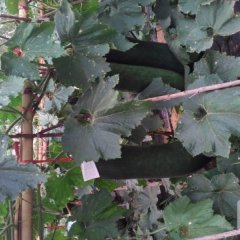 海南儋州优质黑皮冬瓜已经大量上市