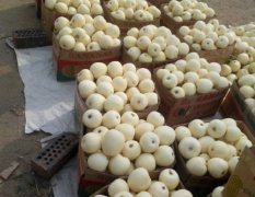 山东临沂费县2017年大量供应各种甜瓜