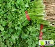 2015凌海香菜种植面积大质量好