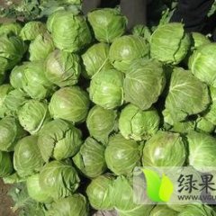 金乡甘蓝现已大量上市，质量优