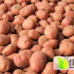 云南盈江土豆收货时间土豆 品种合作88