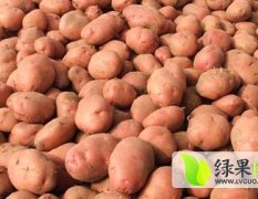 云南盈江土豆收货时间土豆 品种合作88