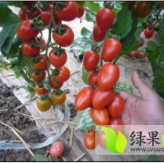 2015莘县圣女果今年价格有看点