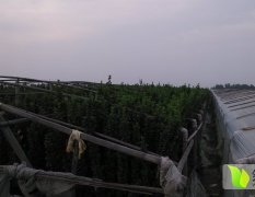 2015青州绿化苗木收购工作全面开展