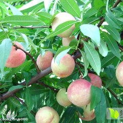 江苏铜山春雪蜜桃价格适宜