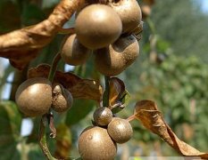 2015菏泽山药价格波动不大