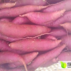 河北雄县商薯19红薯著名品种